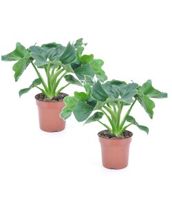 Philodendron bipinnatifidum 'Atom' - Set de 2 - Pot 12cm - Hauteur 30-40cm