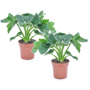 Philodendron bipinnatifidum 'Atom' - Set of 2 - ø12cm - Height 30-40cm