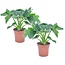 Philodendron bipinnatifidum 'Atom' - Set de 2 - Pot 12cm - Hauteur 30-40cm