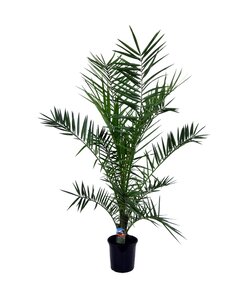 Canary Daddelpalme - Haveplante - Palm - ø19cm - Højde 80-100cm
