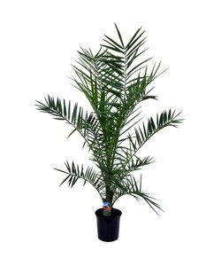 Canary Date Palm XL - Phoenix Canariensis - Pot 19 cm - Height 80-100cm