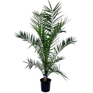 Canary Date Palm XL - Phoenix Canariensis - Pot 19 cm - Height 80-100cm