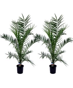 Phoenix Canariensis - Set de 2 - Palmier dattier - Pot 19cm - Hauteur 80-100cm