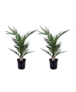 Phoenix Canariensis - 2er Set - Dattelpalme - Topf 15cm - Höhe 50-60cm