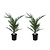 Phoenix Canariensis - Set di 2 - Palma Canaria - Vaso 15cm - Altezza 50-60cm