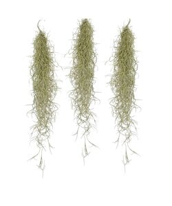 Tillandsia Usneoides 'Mech Hiszpański' - Zestaw 3 sztuk - Wysokość 25-40cm