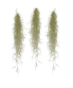 Tillandsia Usneoides 'Mousse espagnole' - Set de 3 - Hauteur 25-40cm