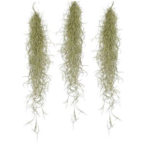 Tillandsia Usneoides 'Beard tillandsias' - Set of 3 - Height 25-40cm