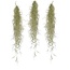 Tillandsia uneoides 'Spansk Moss' - Sæt x3 - Stueplante - ø5cm - Højde 25-40cm