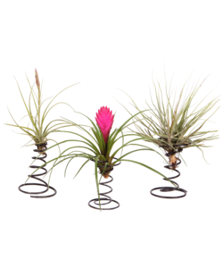 Tillandsia - 3er Set - Luftpflanzen auf dekorativer Spirale - Höhe 5-15cm