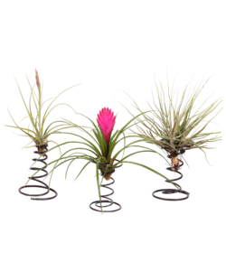 Tillandsia su spirale - 3 piante aeree su spirale decorativa - Altezza 5-15cm