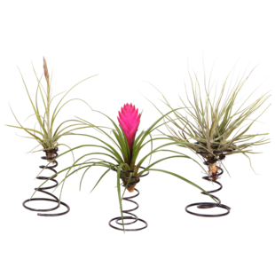 Tillandsia - 3er Set - Luftpflanzen auf dekorativer Spirale - Höhe 5-15cm