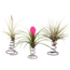 Tillandsia Tillandsia on spiral - 3 air plants on decorative spiral - Height 5-15cm