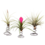 Tillandsia Tillandsia op spiraal - 3 luchtplantjes op decoratieve spiraal - Hoogte 5-15cm