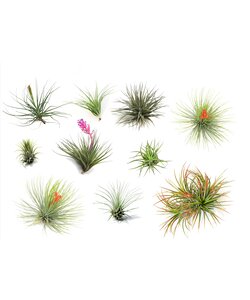 Tillandsia - Mezcla de 10 - Plantas de aire - Altura 5-15 cm