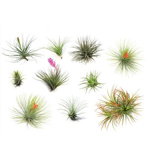 Tillandsia mélange de plantes - Mix de 10 - Hauteur 5-15cm