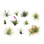 Tillandsia Tillandsia - Blanding af 10 - Luftplanter - Højde 5-15 cm