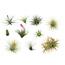 Tillandsia Tillandsia - Mix van 10 - Luchtplantjes - Hoogte 5-15cm