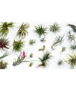 Tillandsia mélange de plantes - Mix de 24 - Hauteur 5-15cm