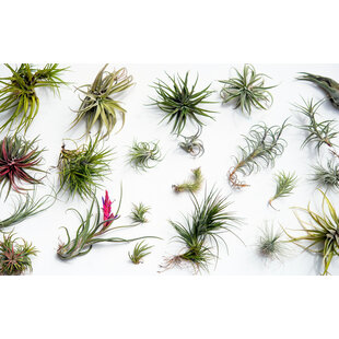 Tillandsia mélange de plantes - Mix de 24 - Hauteur 5-15cm