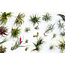Tillandsia Tillandsia - Blanding af 24 - Luftplanter - Højde 5-15 cm