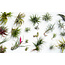 Tillandsia Tillandsia - Mix van 24 - Luchtplantjes - Hoogte 5-15cm