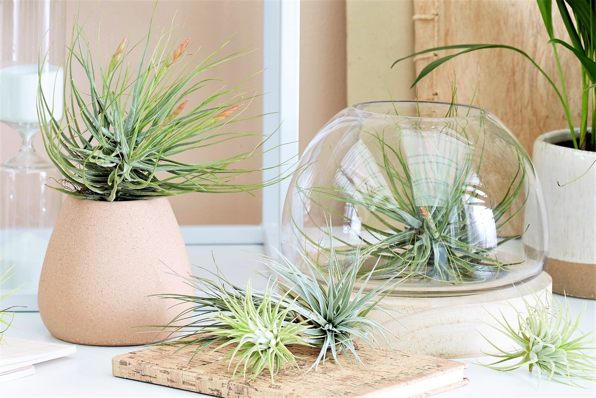 Tillandsia Tillandsia - Miscela di 24 - Piante aeree - Altezza 5