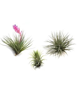 Tillandsia luftplanter - Sæt med 3 - ø5cm - Højde 5-15cm