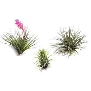 Tillandsia - Mix of 3 - Air plants - Easy care - Height 5-15cm