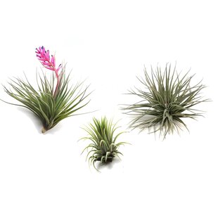 Tillandsia - Mix van 3 - Luchtplantjes - Makkelijke verzorging - Hoogte 5-15cm