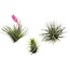 Tillandsia Tillandsia luftplanter - Sæt med 3 - ø5cm - Højde 5-15cm