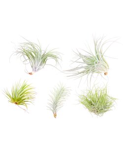 Tillandsia luftplanter - Sæt med 5 - ø5cm - Højde 5-15cm