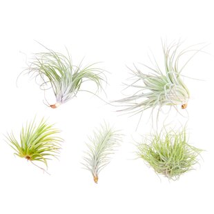 Tillandsia - Mix of 5 - Air plants - Easy care - Height 5-15cm