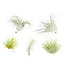 Tillandsia Tillandsia - Mix van 5 - Luchtplantjes - Makkelijke verzorging - Hoogte 5-15cm