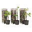 Parthenociccus 'Boston Ivy' - Set of 3 - ø9cm - Height 25-40cm