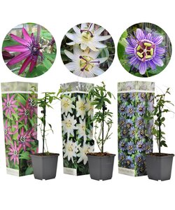 Passiflora - Mix van 3 - Passiebloem - Klimplant - Pot 9cm - Hoogte 25-40cm