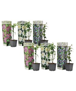 Passiflora hybridum - Mix di 6 - Pianta rampicante - Vaso 9cm - Altezza 25-40cm
