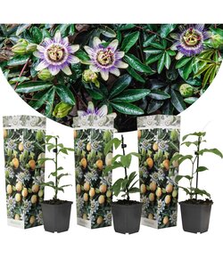 Passiflora Edulis klimplant - Set van 3 - Passiebloem - Pot 9cm - Hoogte 25-40cm