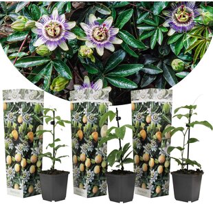 Passiflora Edulis - Set de 3 - Plantes grimpante - Pot 9cm - Hauteur 25-40cm