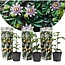 Passiflora Edulis klimplant - Set van 3 - Passiebloem - Pot 9cm - Hoogte 25-40cm