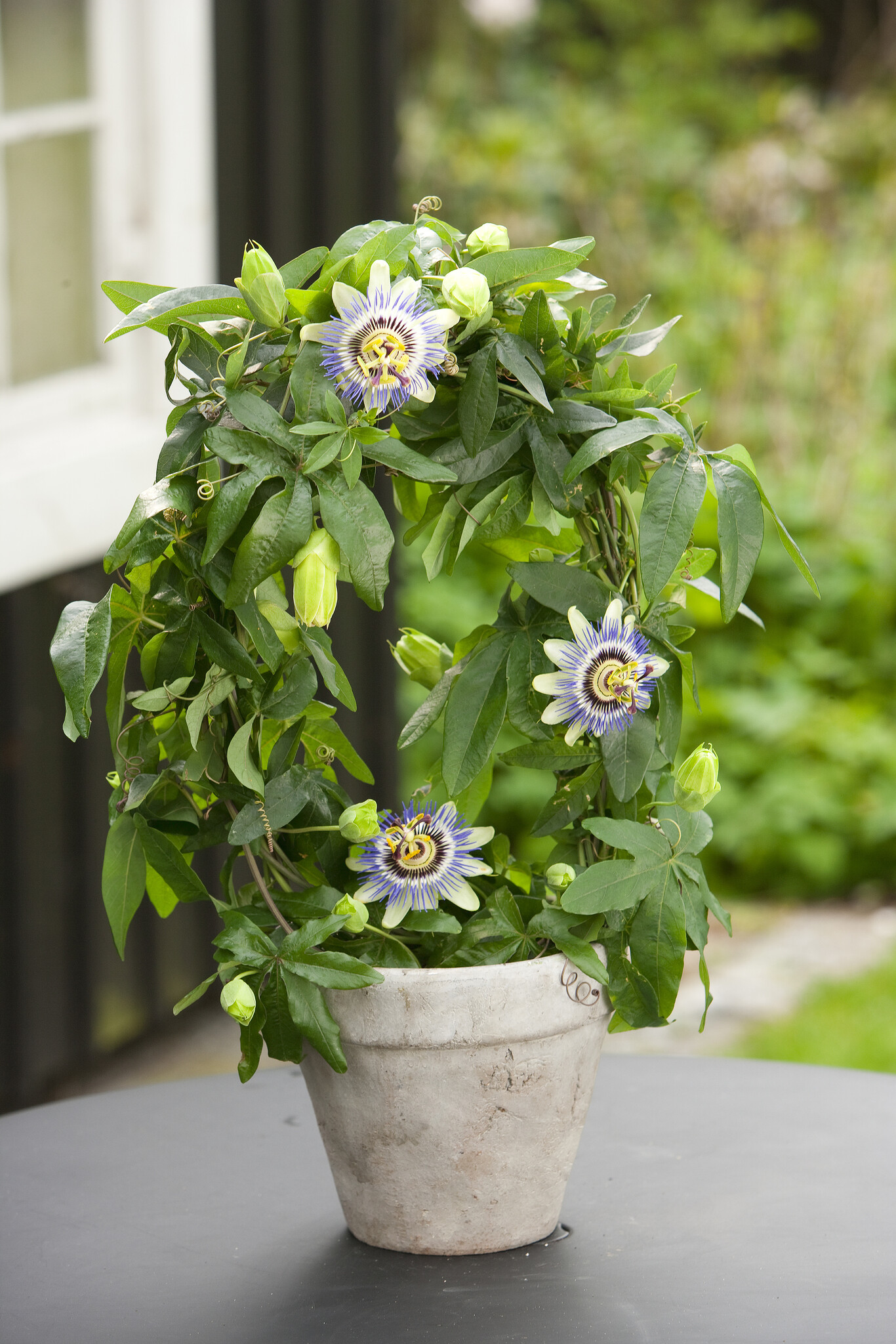 Passiflora Edulis Set of 3 Climbing Plants Pot 9 cm Height 25 40 cm