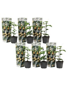 Passiflora Edulis - Mix di 6 - Piante rampicanti - Vaso 9cm - Altezza 25-40cm