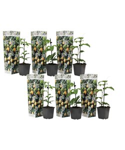 Acquistare una pianta da giardino? Vasto assortimento di piante da esterno!  - FloraStore