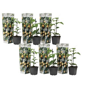 Passiflora Edulis klimplant - Mix van 6 - Passiebloem -Pot 9cm - Hoogte 25-40cm