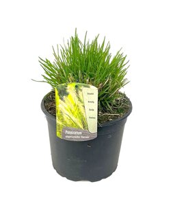 Trawa Pennisetum 'Hameln' - Roślina ogrodowa - Ø23cm - Wysokość 20-30cm