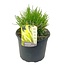 Pennisetum 'Hameln' græs- Haveplante - Prydgræs - ø23cm - Højde 20-30cm