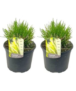 Pennisetum 'Hameln' græs - Sæt med 2 - Prydgræs - ø23cm - Højde 20-30 cm