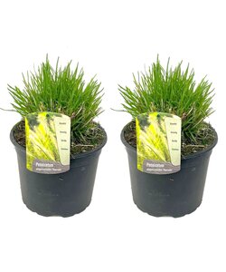 Pennisetum 'Hameln' grass - Set of 2 - Ornamental grass - ø23cm - Height 20-30cm