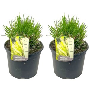 Pennisetum 'Hameln' grass - Set of 2 - Ornamental grass - ø23cm - Height 20-30cm