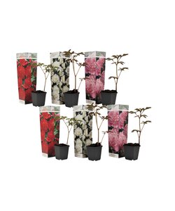 Paeonia officinalis - Set 6 - Pioenrozen - Boerenpioen - Pot 9cm - Hoogte 0-40cm